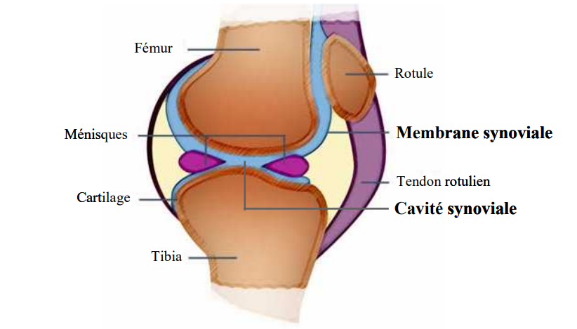 cavité synoviale du genou