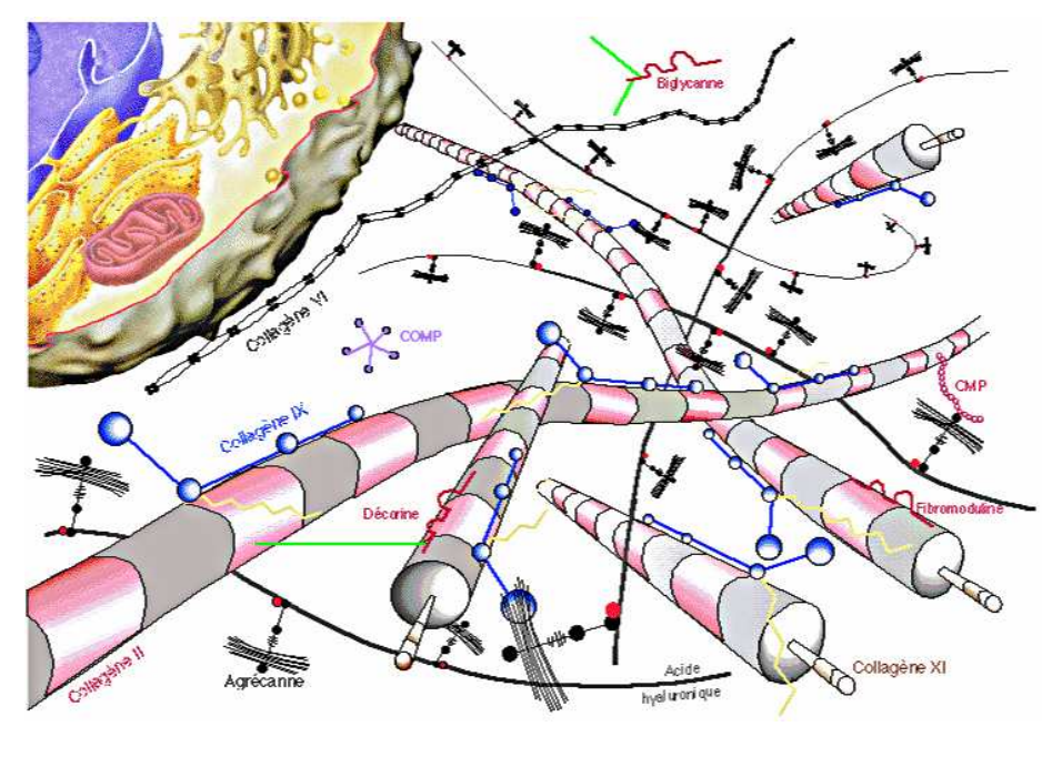 matrice exta cellulaire