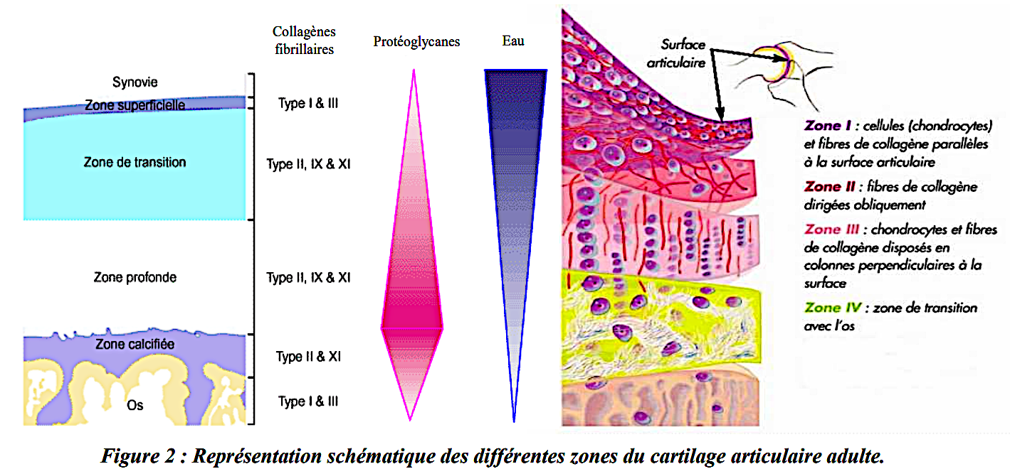 coupe translversale cartilage humain